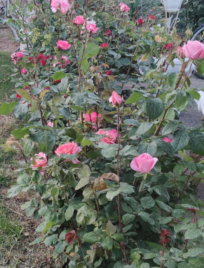 La Casa Delle Rose 1 Villa Giba Buitenkant foto