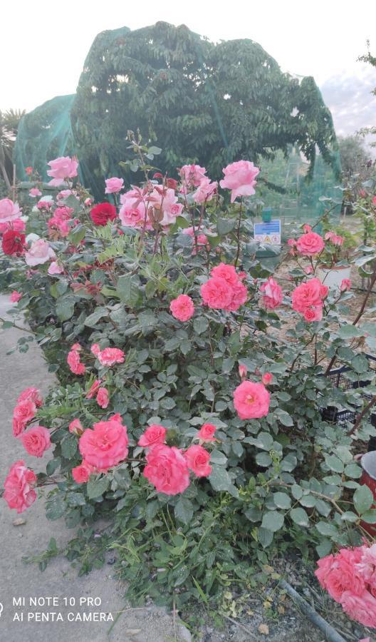 La Casa Delle Rose 1 Villa Giba Buitenkant foto